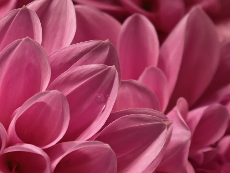 6HiZyejpYChfBe7CoWETog 970 80.jpg